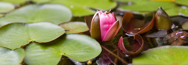 Rieper Garten & Schwimmteich ist Ihr Experte für hochwertige Gartenprojekte in Augsburg und Nürnberg.